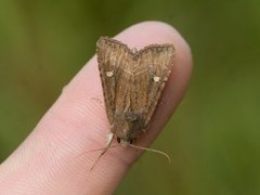 Brunt sumpfly (Helotropha leucostigma)