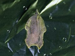 Grå flatvikler (Acleris effractana)