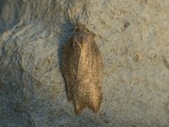 Grå flatvikler (Acleris effractana)