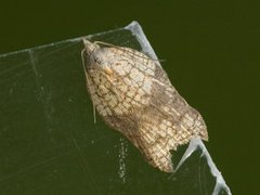 Konkavflatvikler (Acleris emargana)