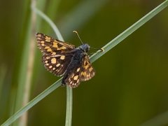 Gulflekksmyger (Carterocephalus palaemon)