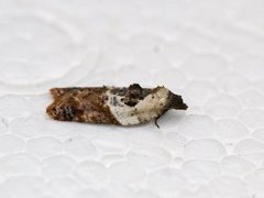 Marmorflatvikler (Acleris variegana)