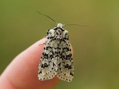 Grønt eikefly (Griposia aprilina)