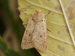 Yellow-line Quaker (Agrochola macilenta)