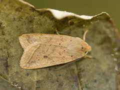 Yellow-line Quaker (Agrochola macilenta)