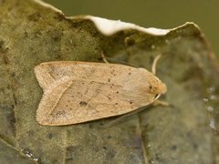 Rettlinjet høstfly (Agrochola macilenta)