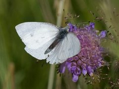 Small White (Pieris rapae)