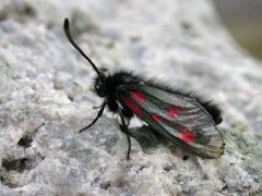 Fjellbloddråpesvermer (Zygaena exulans)