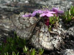 Fjellmåler (Glacies coracina)