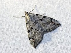 Treble-bar (Aplocera plagiata)