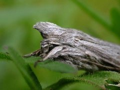 Lyst hettefly (Cucullia umbratica)