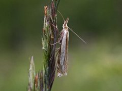 Grass-veneer (Crambus pascuella)