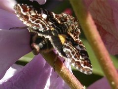 Beautiful Yellow Underwing (Anarta myrtilli)