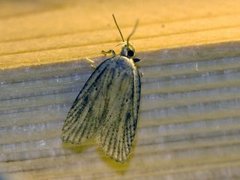 Dark-fringed Flat-body (Agonopterix nervosa)
