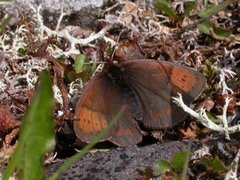 Dewy Ringlet (Erebia pandrose)