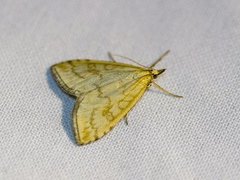 Blek engmott (Udea lutealis)