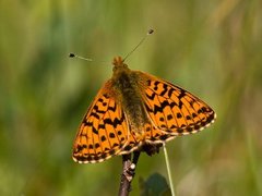 Myrperlemorvinge (Boloria aquilonaris)