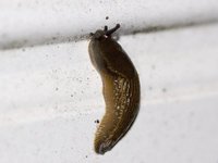 Spanish Slug (Arion vulgaris)