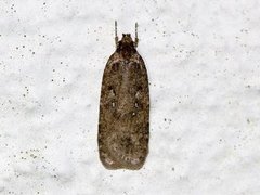 Common Flat-body (Agonopterix heracliana)