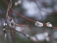 Selje (Salix caprea)