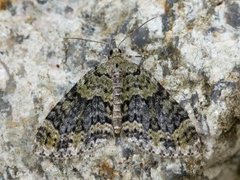 Yellow-barred Brindle (Acasis viretata)