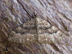 Scarce Tissue (Rheumaptera cervinalis)