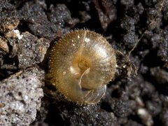 Hairy Snail (Trochulus hispidus)