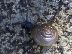 Garlic Glass-snail (Oxychilus allarius)