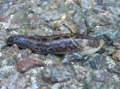 Giant Garden Slug (Limax maximus)
