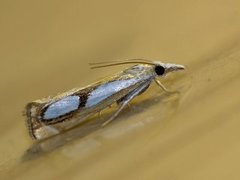 Toflekket nebbmott (Catoptria pinella)