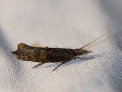 Ypsolopha horridella