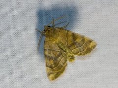 Gult rovfly (Cosmia trapezina)