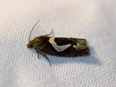 White-foot Bell (Epiblema foenella)