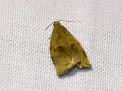 Rose Tortrix (Archips rosana)