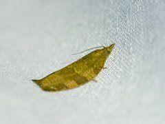 Chequered Fruit-tree Tortrix (Pandemis corylana)