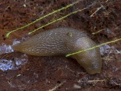 Gulkjølsnegl (Malacolimax tenellus)