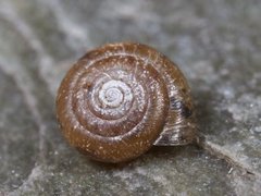 Hairy Snail (Trochulus hispidus)
