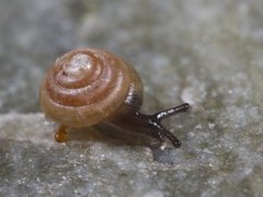 Brown Hive Snail (Euconulus fulvus)