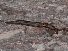 Giant Garden Slug (Limax maximus)