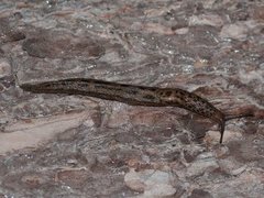 Boakjølsnegl (Limax maximus)