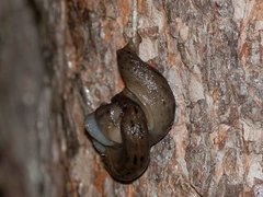 Giant Garden Slug (Limax maximus)