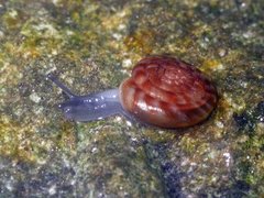 Rotund disc (Discus rotundatus)