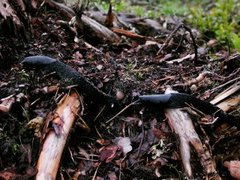 Ash-black Slug (Limax cinereoniger)