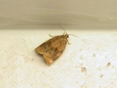 Rose Tortrix (Archips rosana)