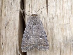 Pale Mottled Willow (Caradrina clavipalpis)