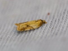 Mjødurtflatvikler (Acleris aspersana)