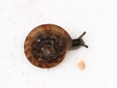 Rotund disc (Discus rotundatus)