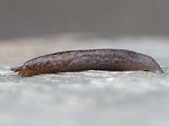 Giant Garden Slug (Limax maximus)