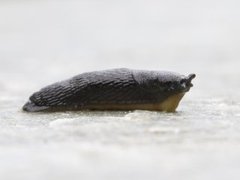 Common Garden Slug (Arion distinctus)