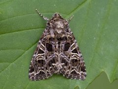 Fiolett nellikfly (Sideridis rivularis)